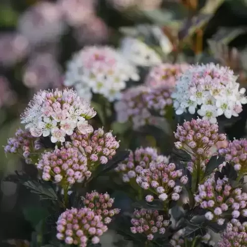 Physocarpus opulifolius 'Tiny Wine' 3L - image 1