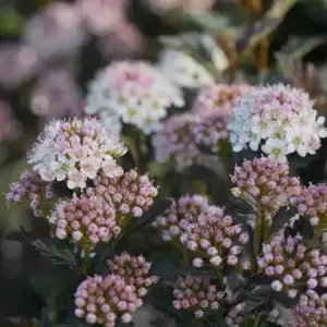 Physocarpus opulifolius 'Tiny Wine' 3L - image 1