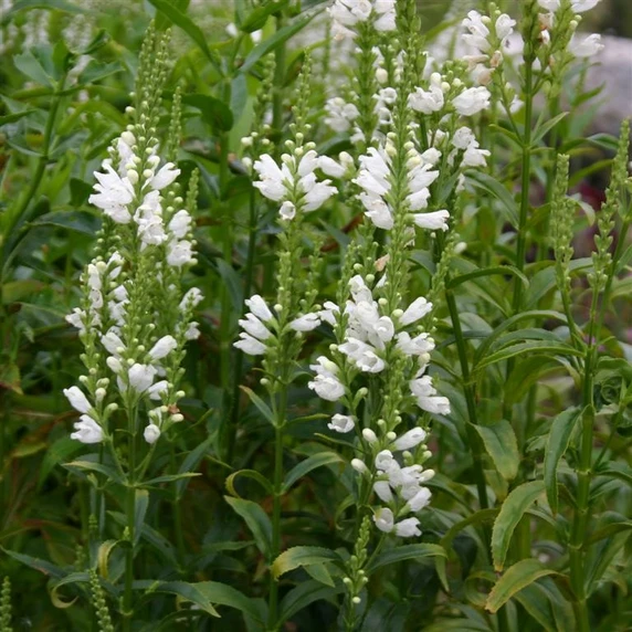 Picture - Kernock Park Plants