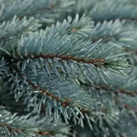 Picea