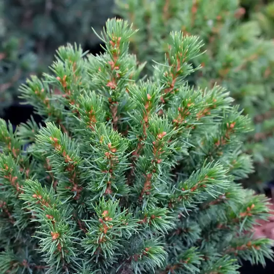 Picea glauca 'Alberta Globe' 3L