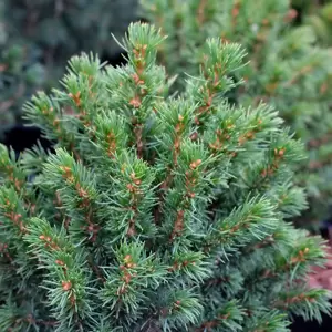 Picea glauca 'Alberta Globe' 1L