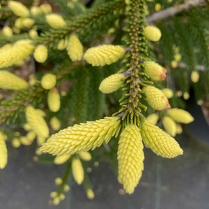 Picea orientalis 'Aureospicata' 10L