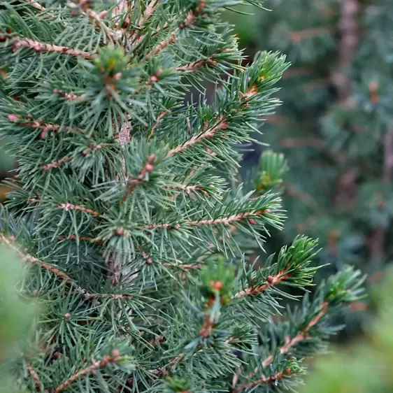 Picea glauca 'Biesenthaler Fruhling' 1L