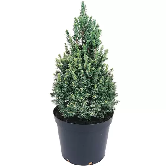 Picea glauca var. albertiana 'Conica' 3L