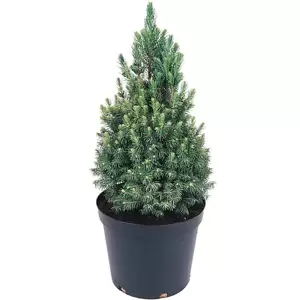 Picea glauca var. albertiana 'Conica' 1L