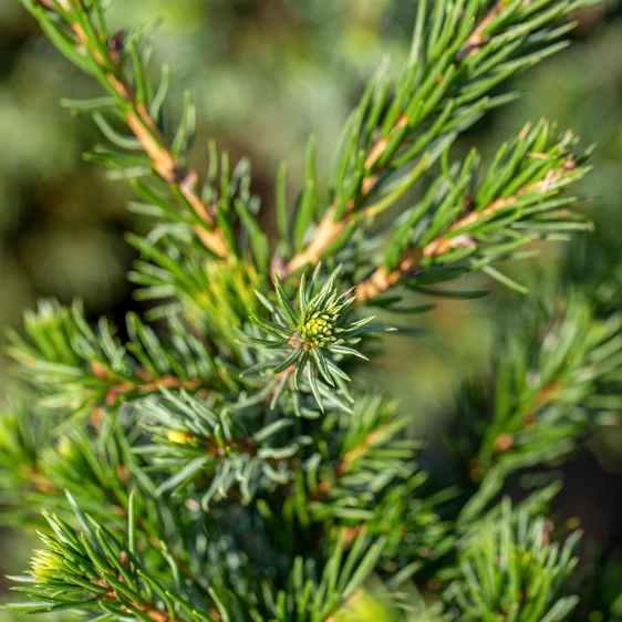 Picea glauca var. albertiana 'Conica' 1L - image 1