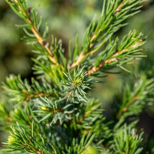 Picea 'Conica'