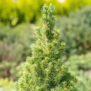 Picea glauca var. albertiana 'Conica' 1L - image 2