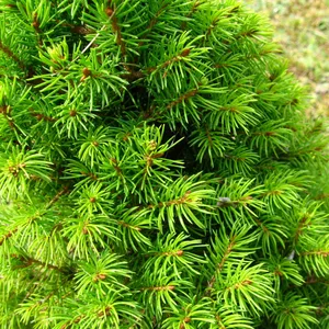 Picea glauca 'December' - image 1
