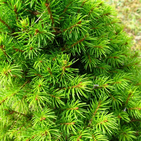 Picea glauca 'December' 3L - image 1