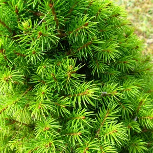Picea glauca 'December' 3L - image 1