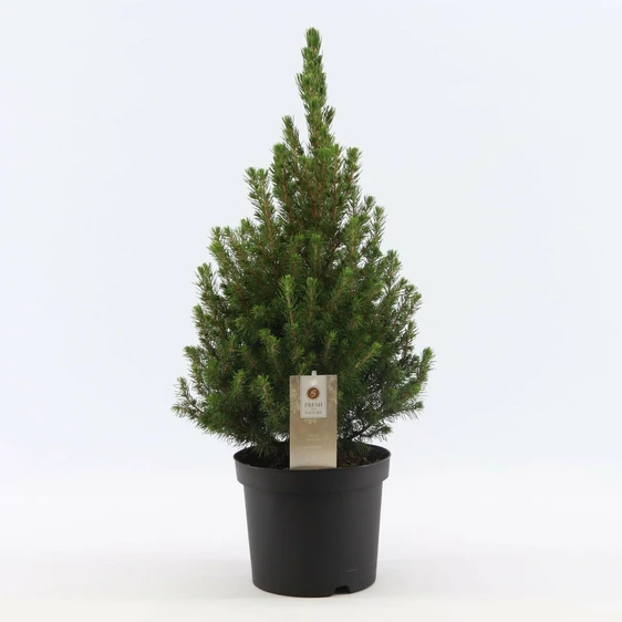 Picea glauca 'December' 3L - image 2