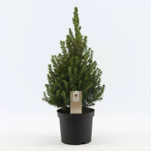 Picea glauca 'December' 3L - image 2