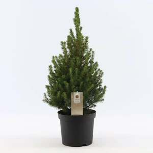 Picea glauca 'December' - image 2