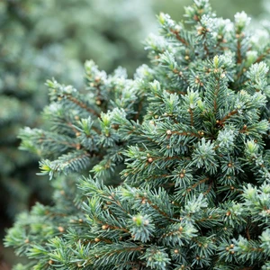 Picea glauca 'Echiniformis' 7L - image 1