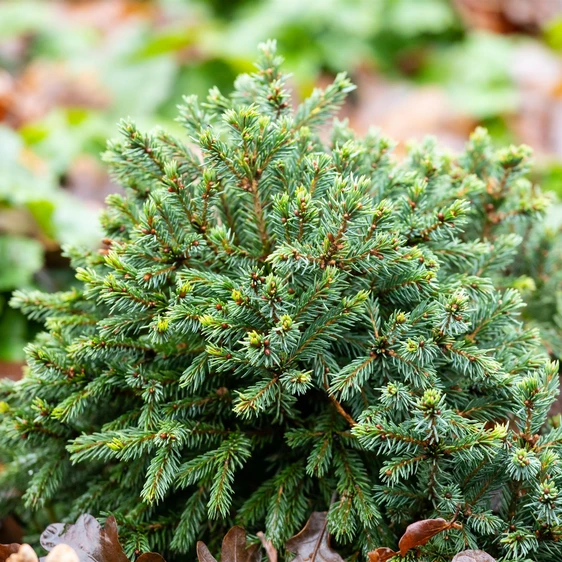 Picea glauca 'Echiniformis' 7L - image 2