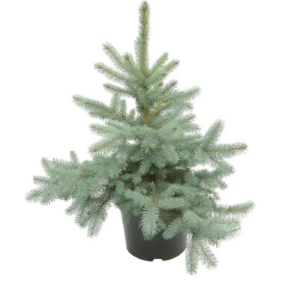 Picea pungens 'Edith' 7L
