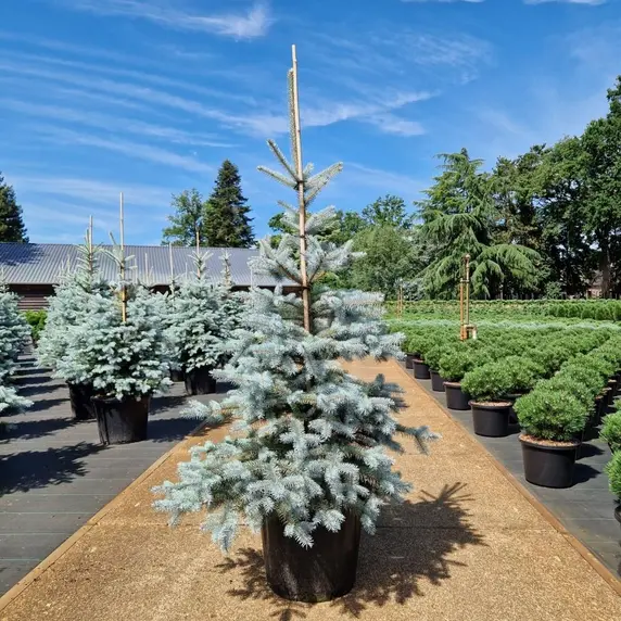 Picea pungens 'Edith' 50L