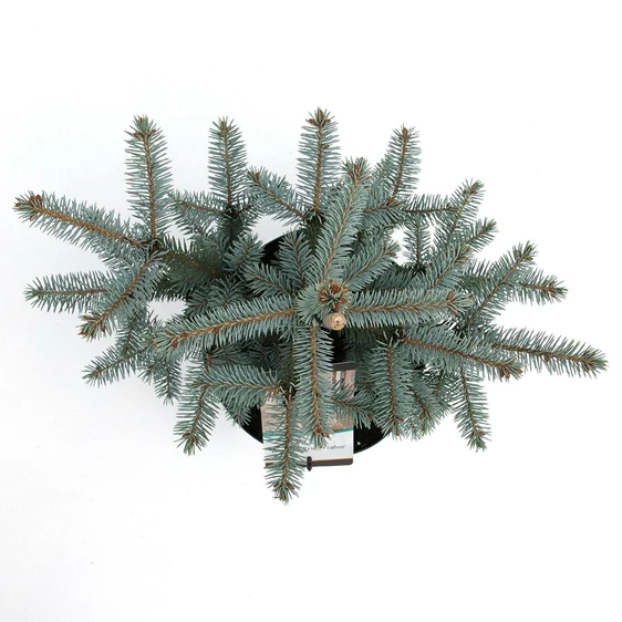 Picea pungens 'Erich Frahm' 7L - image 2