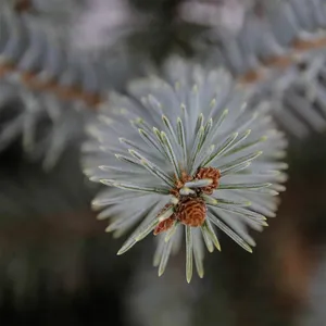 Picea pungens 'Erich Frahm' 7L - image 1