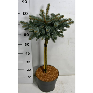Picea pungens 'Glauca Globosa' 12L Standard 85cm Stem