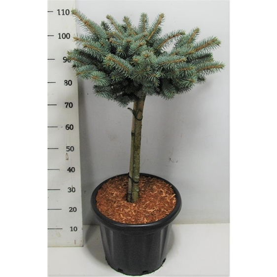 Picea pungens 'Glauca Globosa' 12L Standard 120cm Stem - image 1