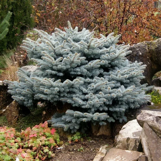 Picea pungens 'Glauca Globosa' 11L - image 1