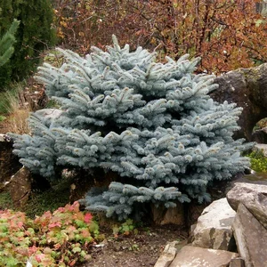 Picea pungens 'Glauca Globosa' 11L - image 1