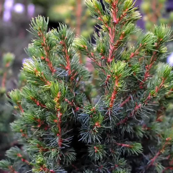 Picea glauca 'J.W. Daisy's White' 4.6L