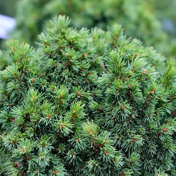 Picea glauca 'Jalako Gold' 1L