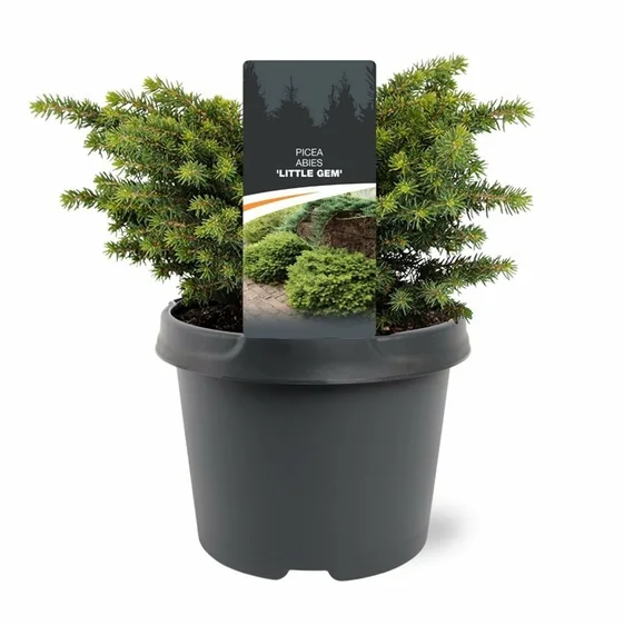Picea abies 'Little Gem' - image 3