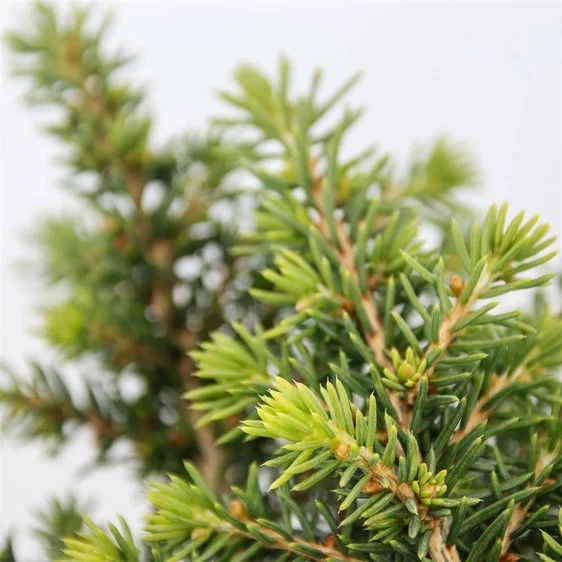 Picea abies 'Little Gem' - image 1