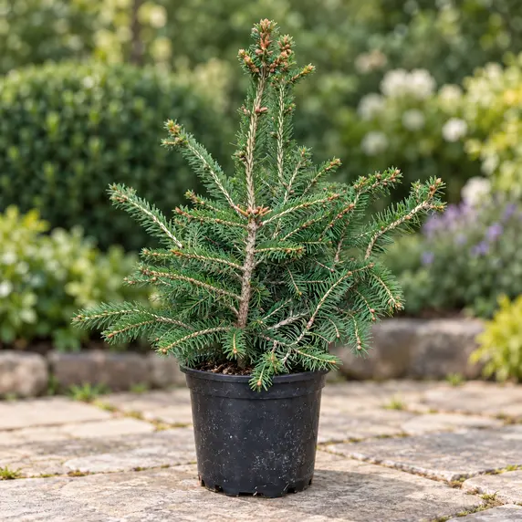 Picea abies 'Little Santa' - image 2