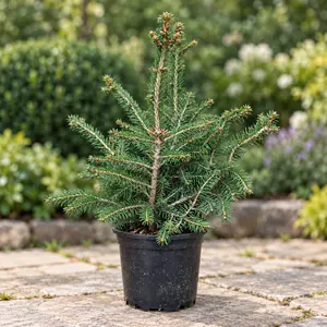 Picea abies 'Little Santa' - image 2