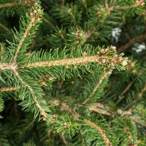 Picea abies 'Little Santa' - image 1