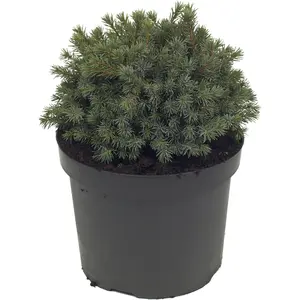 Picea mariana 'Nana' 3L