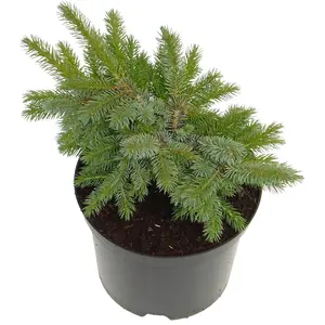 Picea sitchensis 'Papoose' 1L