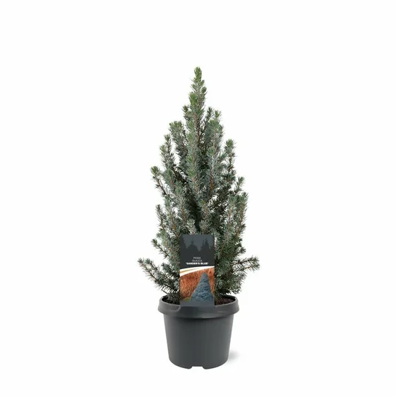 Picea glauca 'Sander's Blue' 3L - image 5