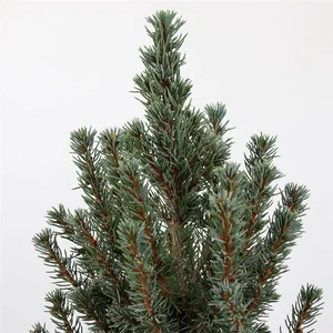 Picea glauca 'Sander's Blue' 3L - image 2