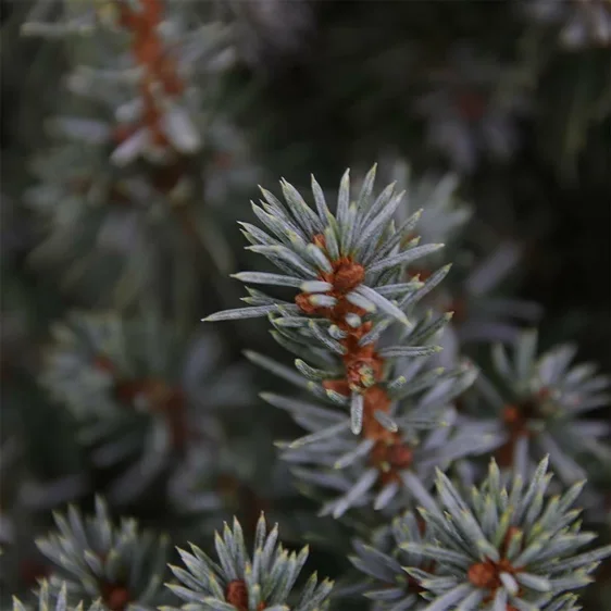 Picea glauca 'Sander's Blue' 10L - image 3