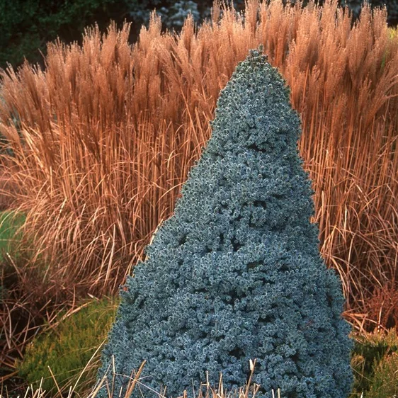 Picea glauca 'Sander's Blue' 10L - image 1