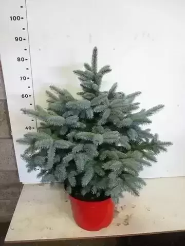 Picea 'Super Blue' 2.3-2.5ft (70-80cm)