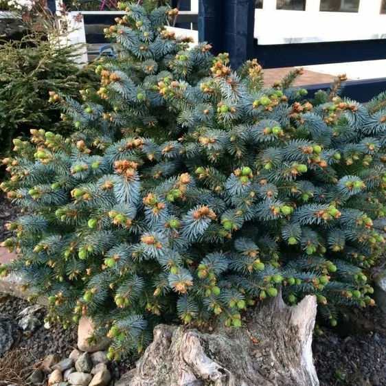 Picea sitchensis 'Tenas' - image 1