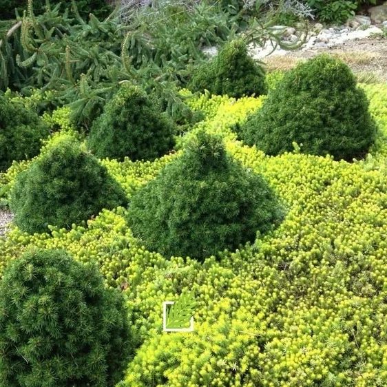 Image Credit: Baumschule Horstmann