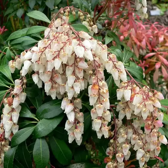 Pieris japonica 'Bonfire' 10L - image 1