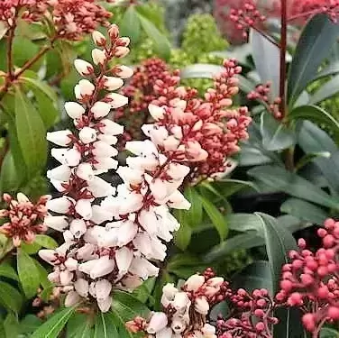 Pieris japonica 'Bonfire' 10L - image 3