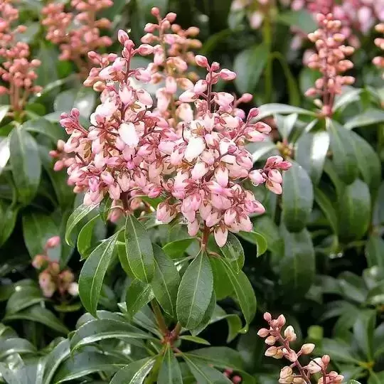 Pieris japonica 'Bonfire' 6L - image 2