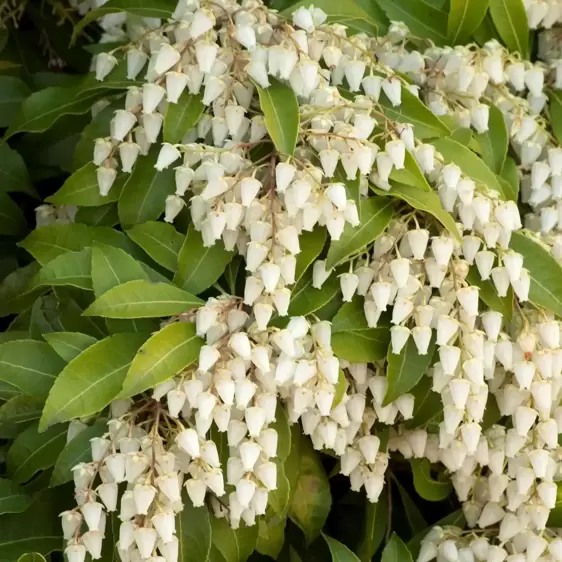 Pieris japonica 'Brouwer's Beauty' 2.3L - image 1