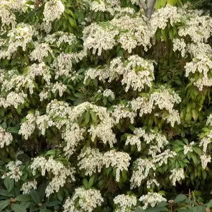 Pieris japonica 'Brouwer's Beauty' 10L - image 3